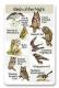 Birds of the night SongCard.jpg